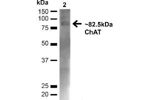 Western blot analysis of Mouse Brain showing detection of ~82. (Choline Acetyltransferase anticorps  (N-Term) (Biotin))