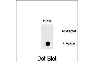 Dot blot analysis of Phospho-RAF1- polyclonal antibody (ABIN389743 and ABIN2839676) on nitrocellulose membrane. (RAF1 anticorps  (pThr269))