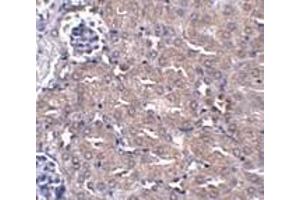 Immunohistochemistry of CIP75 in mouse kidney tissue with CIP75 antibody at 5 μg/ml. (UBQLN4 anticorps  (N-Term))