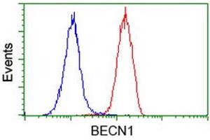 Flow cytometric Analysis of Hela cells, using anti-BECN1 antibody (ABIN2454375), (Red), compared to a nonspecific negative control antibody, (Blue). (Beclin 1 anticorps)