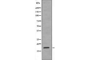 Western blot analysis of extracts from HeLa cells using MtSSB antibody. (SSBP1 anticorps  (Internal Region))