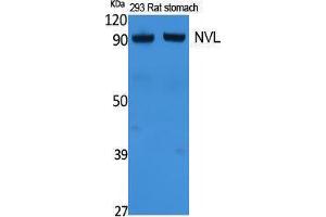 Western Blotting (WB) image for anti-Nuclear VCP-Like (NVL) (Internal Region) antibody (ABIN3178081) (NVL anticorps  (Internal Region))