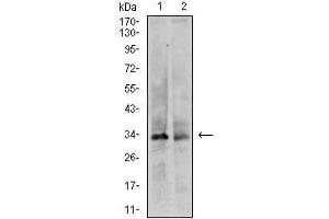Western blot analysis using CDK4 mouse mAb against HeLa (1) and F9 (2) cell lysate.