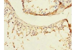 Immunohistochemistry of paraffin-embedded human testis tissue using ABIN7165266 at dilution of 1:100