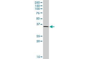 TCEA2 MaxPab polyclonal antibody. (TCEA2 anticorps  (AA 1-299))