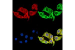ABIN7095927 and ABIN7099989 staining Hela cells by IF/ICC.