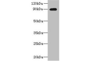 Western blot All lanes: OXR1 antibody at 1 μg/mL + Hela whole cell lysate Secondary Goat polyclonal to rabbit IgG at 1/10000 dilution Predicted band size: 98, 94, 56, 28, 95, 34, 25 kDa Observed band size: 90 kDa (OXR1 anticorps  (AA 401-600))