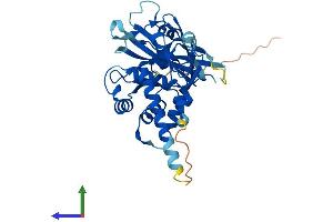 AlphaFold protein structure predicition of Mouse Recombinant Usp12 Protein, UniprotID Q9D9M2