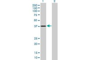 Western Blot analysis of DHRS7 expression in transfected 293T cell line by DHRS7 MaxPab polyclonal antibody.