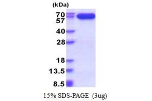 SDS-PAGE (SDS) image for Apoptosis-Inducing Factor, Mitochondrion-Associated, 1 (AIFM1) (AA 98-609) protein (His tag) (ABIN5853596)