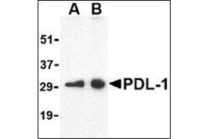 Western blot analysis of PDL-1 in Raji cell lysate with this product at (A) 0. (PD-L1 anticorps  (Center))
