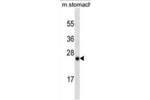 LYPD6B Antibody (Center)(Ascites) ABIN1882263 western blot analysis in mouse stomach tissue lysates (35 μg/lane). (LYPD6B anticorps  (AA 79-108))
