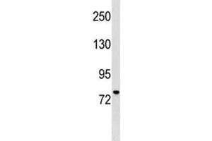 MUM1 antibody western blot analysis in CEM lysate.