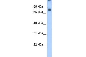 WB Suggested Antibody Titration:  2.