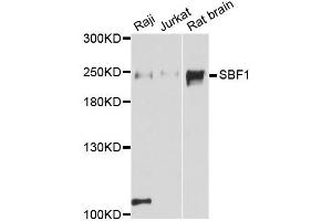 Western blot analysis of extracts of various cell lines, using SBF1 antibody (ABIN6293375) at 1:3000 dilution. (SBF1 anticorps)
