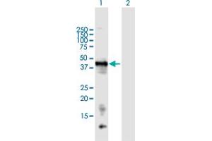 Western Blot analysis of LECT1 expression in transfected 293T cell line by LECT1 MaxPab polyclonal antibody. (LECT1 anticorps  (AA 1-334))