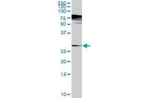 SGTA MaxPab rabbit polyclonal antibody. (SGTA anticorps  (AA 1-313))