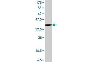Western Blot detection against Immunogen (38.