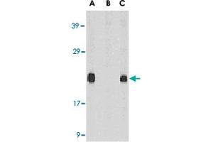 Western blot analysis of Diablo in mouse heart tissue lysate in the absence (A) or presence (B) of blocking peptide and in rat heart tissue lysate (C) with Diablo polyclonal antibody  at 1 ug /mL . (DIABLO anticorps  (AA 222-237))