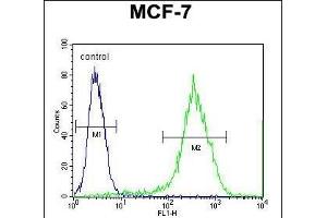 RT33 Antibody (C-term) (ABIN651324 and ABIN2840188) flow cytometric analysis of MCF-7 cells (right histogram) compared to a negative control cell (left histogram). (MRPS33 anticorps  (C-Term))