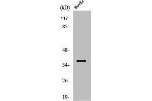 Western Blot analysis of HuvEc cells using Aldose Reductase Polyclonal Antibody