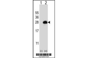 Western blot analysis of RAB3B using rabbit polyclonal RAB3B Antibody using 293 cell lysates (2 ug/lane) either nontransfected (Lane 1) or transiently transfected (Lane 2) with the RAB3B gene. (RAB3B anticorps  (C-Term))