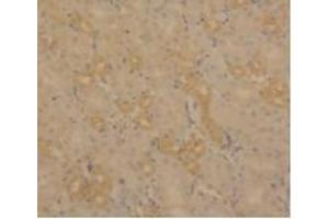 IHC-P analysis of Mouse Kidney Tissue, with DAB staining. (PLA2G2D anticorps  (AA 21-144))