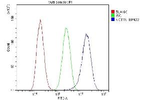 Flow Cytometry analysis of A549 cells using anti-cortactin antibody (ABIN6719306). (Cortactin anticorps  (AA 1-105))