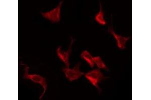 ABIN6267301 staining K562 by IF/ICC.