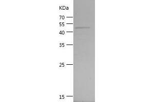Western Blotting (WB) image for GTPase Kras (KRAS) (AA 1-189) protein (GST tag) (ABIN7123229)