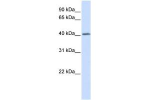 WB Suggested Anti-GHRHR Antibody Titration:  0. (GHRHR anticorps  (N-Term))