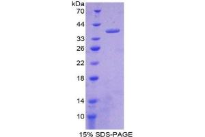 SDS-PAGE analysis of Rat Nesfatin 1 Protein. (NUCB2 Protéine)