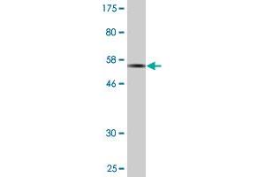 Western Blot detection against Immunogen (56.