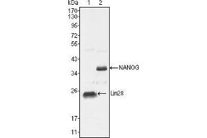 Western blot analysis using NANOG mouse mAb against NTERA-2 cell lysate (2). (Nanog anticorps  (AA 20-166))