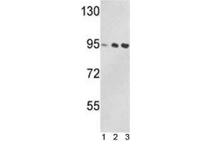 Western blot analysis of VCP antibody and 1) Jurkat, 2) 293, and 3) MDA-MB231 lysate. (VCP anticorps  (AA 726-755))