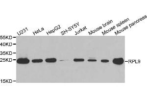 Western blot analysis of extracts of various cell lines, using RPL9 antibody.