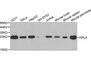 Western blot analysis of extracts of various cell lines, using RPL9 antibody. (RPL9 anticorps  (AA 1-192))