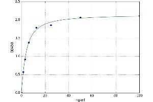 gamma Glutamyltransferase 1 (GGT1) ELISA Kit
