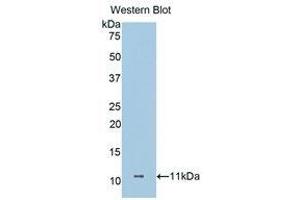 Western Blotting (WB) image for anti-Dermcidin (DCD) (AA 18-110) antibody (ABIN1175849) (Dermcidin anticorps  (AA 18-110))