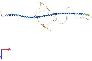 AlphaFold protein structure predicition of Human Recombinant GOLM1 Protein, UniprotID Q8NBJ4