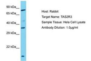Image no. 1 for anti-Taste Receptor, Type 2, Member 3 (TAS2R3) (AA 212-261) antibody (ABIN6750603) (TAS2R3 anticorps  (AA 212-261))