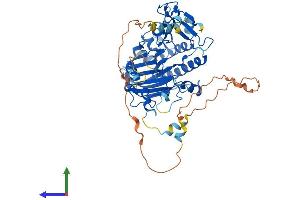 AlphaFold protein structure predicition of Mouse Recombinant Apex2 Protein, UniprotID Q68G58