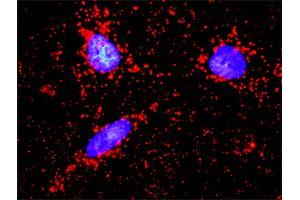 Proximity Ligation Analysis of protein-protein interactions between PRKCZ and F11R.