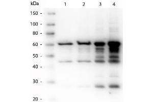 Western Blot of Rabbit anti-p35 antibody. (P35 anticorps)