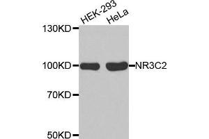 Western blot analysis of extracts of various cell lines, using NR3C2 antibody. (NR3C2 anticorps  (C-Term))