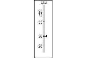 Western blot analysis of Peroxin 16 / PEX16 Antibody (Center) in CEM cell line lysates (35ug/lane). (PEX16 anticorps  (Middle Region))