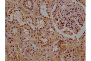 IHC image of ABIN7146257 diluted at 1:1000 and staining in paraffin-embedded human kidney tissue performed on a Leica BondTM system. (CALB1 anticorps  (AA 2-261))