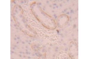 IHC-P analysis of Rat Tissue, with DAB staining. (SLC3A2 anticorps  (AA 282-523))