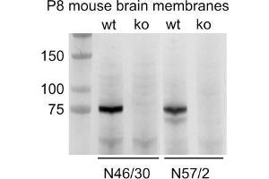 Immunoblot versus membranes from postnatal day 8 wild-type (wt) and ADAM22-knockout (ko) mice and probed with N46/30 (left) and N57/2 (right). (ADAM22 anticorps  (Cytosolic))
