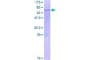 Image no. 1 for Glucoside Xylosyltransferase 1 (GXYLT1) (AA 1-409) protein (GST tag) (ABIN1355252)